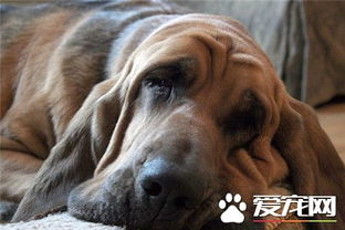 三角洲寻血猎犬挂免费下载，三角洲行动免费修改器