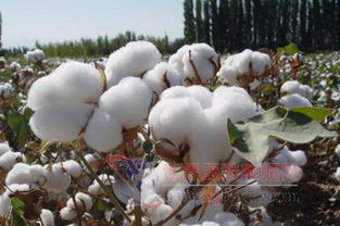 “棉花种植面积减少，期货价格持续走高”