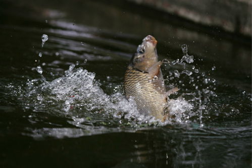 短线“薅羊毛”VS长线“钓大鱼”：哪种策