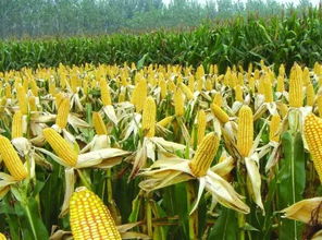 农产品调研报告｜大豆玉米种植成本分析&期货定价逻辑，2021大豆玉米价格