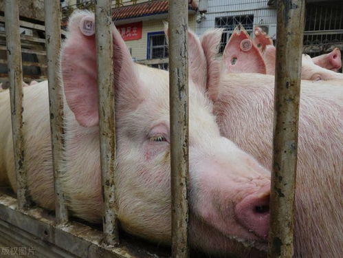 【生猪产业重构】规模化养殖对猪周期的影响