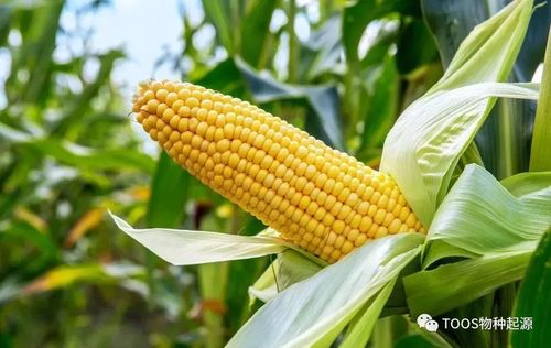 玉米报价 | （2025年10月10日）今日美玉米期货最新价格行情查询，今日玉米期货价格走势图
