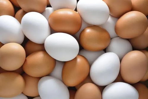 豆粕报价｜2025年10月10日：期货市