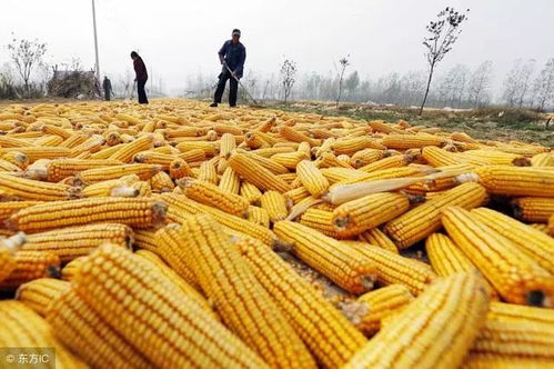 2025-10-11玉米期货 | 新季玉米未大量上市 玉米期货主力本周K线收阳，2020玉米期货走势分析报告