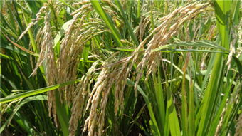 晚籼稻报价 | 今日晚籼稻期货价格查询（