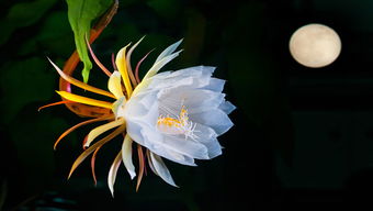 油价低位反弹是昙花一现还是趋势反转？，油价低点