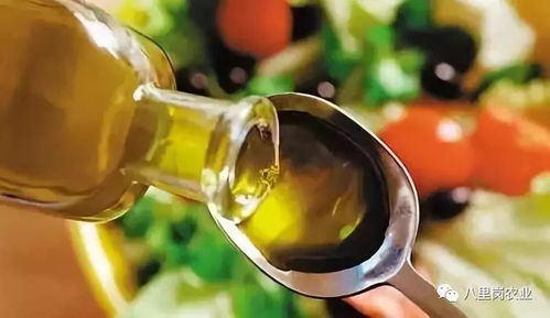 【华富之声】菜籽油报价｜今日最新菜籽油期货价格行情查询（2025年10月28日）