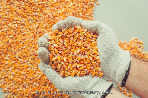 小麦、玉米、豆粕多农产品行情速览，小麦和玉米2021年行情