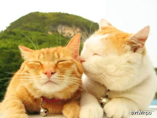 get_img?key=695c82f19ed2ff4c0c955365