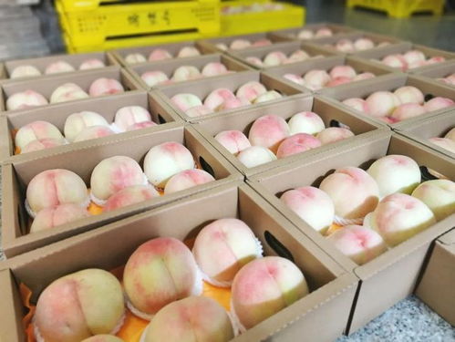 get_img?key=695cbd799ed2ff4c0c9cb8ae