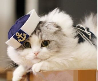 get_img?key=695ce6eb9ed2ff4c0ca01844