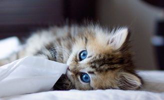 get_img?key=695ce6eb9ed2ff4c0ca01848