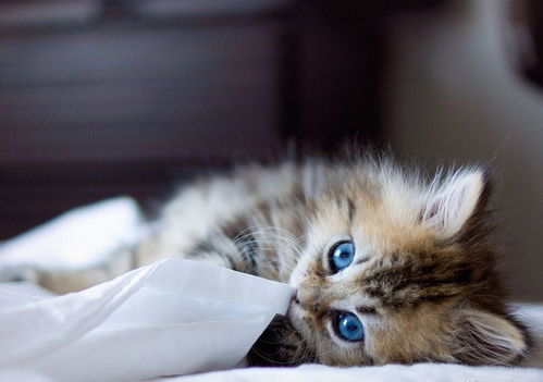 get_img?key=695cf36d9ed2ff4c0ca126b4