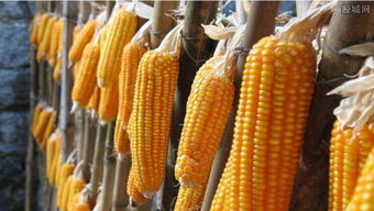玉米期货